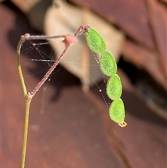 Pullenia gunnii at Bodalla, NSW - 22 Feb 2025 04:47 PM