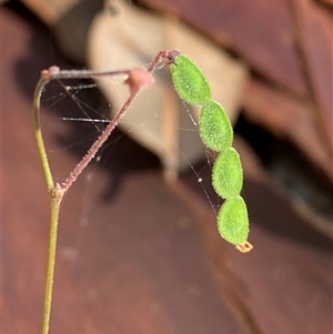 Pullenia gunnii at Bodalla, NSW - 22 Feb 2025 04:47 PM