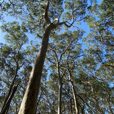 Corymbia maculata (Spotted Gum) at Bodalla, NSW - 22 Feb 2025 by Tapirlord