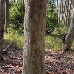 Corymbia maculata at Bodalla, NSW - 22 Feb 2025 04:47 PM
