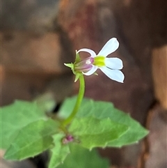 Lobelia purpurascens (White Root) at Bodalla, NSW - 22 Feb 2025 by Tapirlord