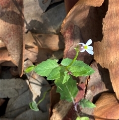 Lobelia purpurascens at Bodalla, NSW - 22 Feb 2025 04:46 PM