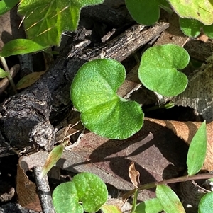 Dichondra repens at Bodalla, NSW - 22 Feb 2025 04:46 PM