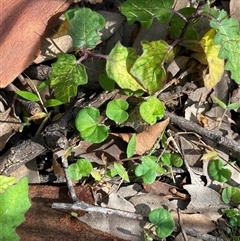 Dichondra repens at Bodalla, NSW - 22 Feb 2025 04:46 PM