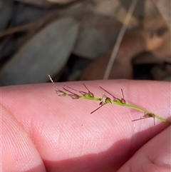 Oplismenus aemulus (Australian Basket Grass, Wavy Beard Grass) at Bodalla, NSW - 22 Feb 2025 by Tapirlord