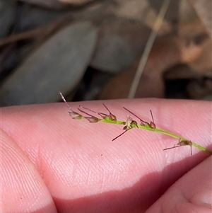 Oplismenus aemulus at Bodalla, NSW - 22 Feb 2025 04:46 PM