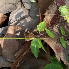 Oplismenus aemulus at Bodalla, NSW - 22 Feb 2025 04:46 PM