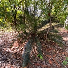 Macrozamia communis (Burrawang) at Bodalla, NSW - 22 Feb 2025 by Tapirlord