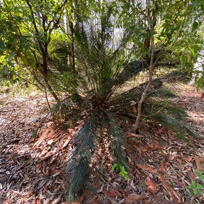 Macrozamia communis (Burrawang) at Bodalla, NSW - 22 Feb 2025 by Tapirlord