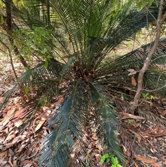 Macrozamia communis at Bodalla, NSW - suppressed