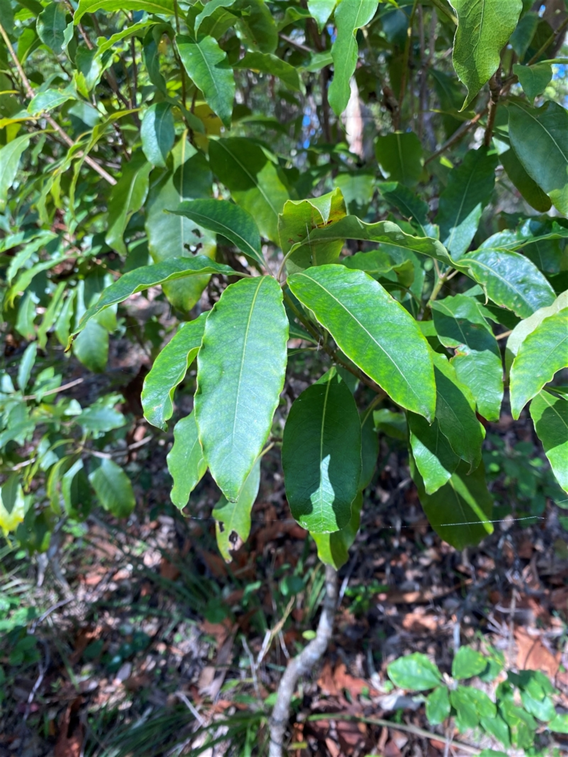 Pittosporum undulatum at Bodalla, NSW - 22 Feb 2025 04:44 PM