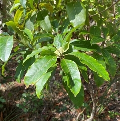 Pittosporum undulatum at Bodalla, NSW - 22 Feb 2025 04:44 PM
