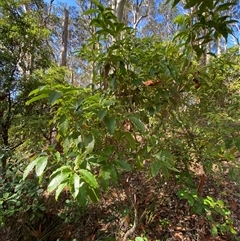 Pittosporum undulatum at Bodalla, NSW - 22 Feb 2025 04:44 PM