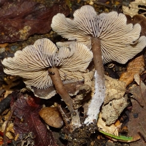 zzz ?Entoloma at Wellington Park, TAS - 16 May 2025 03:18 PM