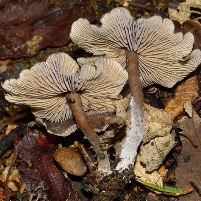 Unverified Cap on a stem; gills below cap [mushrooms or mushroom-like] at Wellington Park, TAS - 16 May 2025 by VanessaC