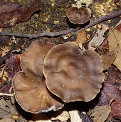 zzz ?Entoloma at Wellington Park, TAS - 16 May 2025 03:18 PM