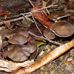 zzz ?Entoloma at Wellington Park, TAS - 16 May 2025 03:18 PM