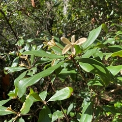 Pittosporum revolutum (Large-fruited Pittosporum) at Bodalla, NSW - 22 Feb 2025 by Tapirlord