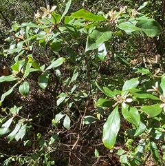 Pittosporum revolutum at Bodalla, NSW - 22 Feb 2025 04:44 PM