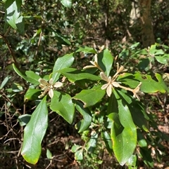 Pittosporum revolutum at Bodalla, NSW - 22 Feb 2025 04:44 PM