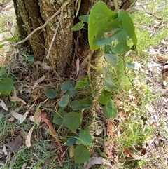 Stephania japonica at Bodalla, NSW - 22 Feb 2025 04:42 PM