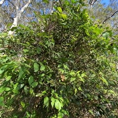 Unverified at suppressed - suppressed