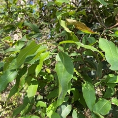 Unverified at suppressed - suppressed