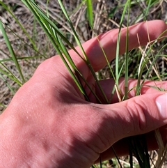 Rytidosperma longifolium at Bodalla, NSW - 22 Feb 2025 04:39 PM