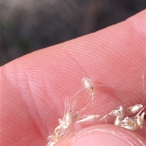 Rytidosperma longifolium at Bodalla, NSW - 22 Feb 2025 04:39 PM