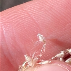 Rytidosperma longifolium at Bodalla, NSW - 22 Feb 2025 04:39 PM