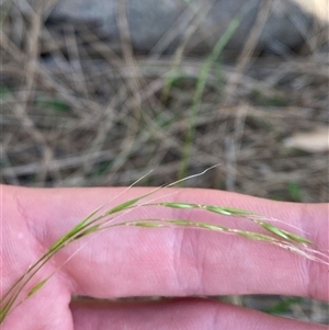 Microlaena stipoides at Bodalla, NSW - 22 Feb 2025 04:38 PM