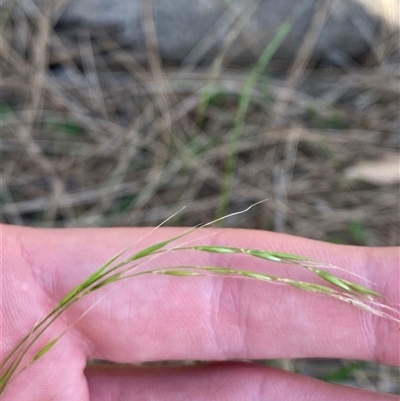 Microlaena stipoides (Weeping Grass) at Bodalla, NSW - 22 Feb 2025 by Tapirlord