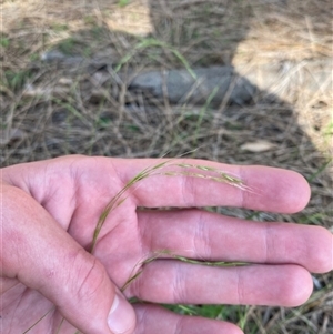 Microlaena stipoides at Bodalla, NSW - 22 Feb 2025 04:38 PM