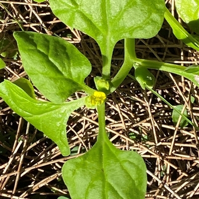Tetragonia tetragonoides (Native Spinach, New Zealand Spinach) at Bodalla, NSW - 22 Feb 2025 by Tapirlord