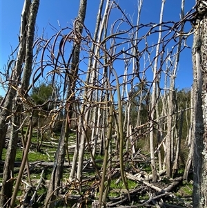 Dockrillia teretifolia at Bodalla, NSW - suppressed