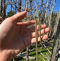 Dockrillia teretifolia at Bodalla, NSW - suppressed