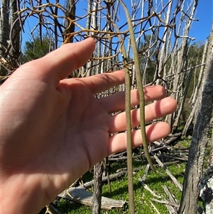 Dockrillia teretifolia at Bodalla, NSW - suppressed