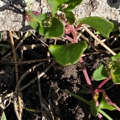 Einadia hastata at Bodalla, NSW - 22 Feb 2025 04:33 PM