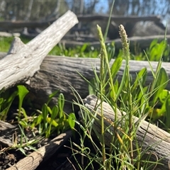 Sporobolus virginicus (Coastal Rat-tail Grass) at Bodalla, NSW - 22 Feb 2025 by Tapirlord