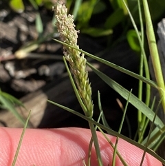 Sporobolus virginicus at Bodalla, NSW - 22 Feb 2025 04:32 PM