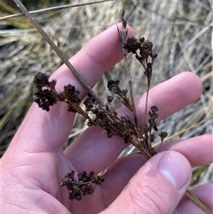 Juncus kraussii subsp. australiensis (Sea Rush) at Bodalla, NSW - 22 Feb 2025 by Tapirlord