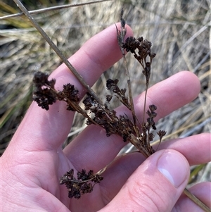 Juncus kraussii subsp. australiensis at Bodalla, NSW - 22 Feb 2025 04:32 PM