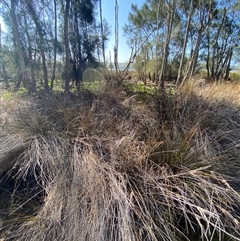 Juncus kraussii subsp. australiensis at Bodalla, NSW - 22 Feb 2025 04:32 PM
