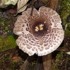 Lepiota s.l. at Wellington Park, TAS - 16 May 2025 by VanessaC