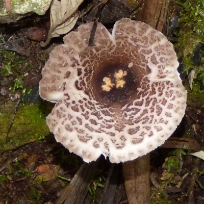 Lepiota s.l. at Wellington Park, TAS - 16 May 2025 by VanessaC