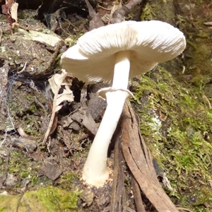 Lepiota s.l. at Wellington Park, TAS - 16 May 2025 03:37 PM