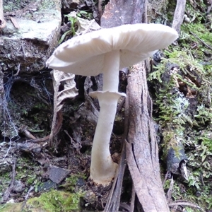 Lepiota s.l. at Wellington Park, TAS - 16 May 2025 03:37 PM