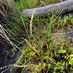 Triglochin striata (Streaked Arrowgrass) at Bodalla, NSW - 22 Feb 2025 by Tapirlord