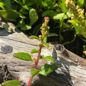 Chenopodium glaucum at Bodalla, NSW - 22 Feb 2025 04:31 PM