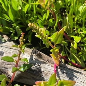 Chenopodium glaucum at Bodalla, NSW - 22 Feb 2025 04:31 PM